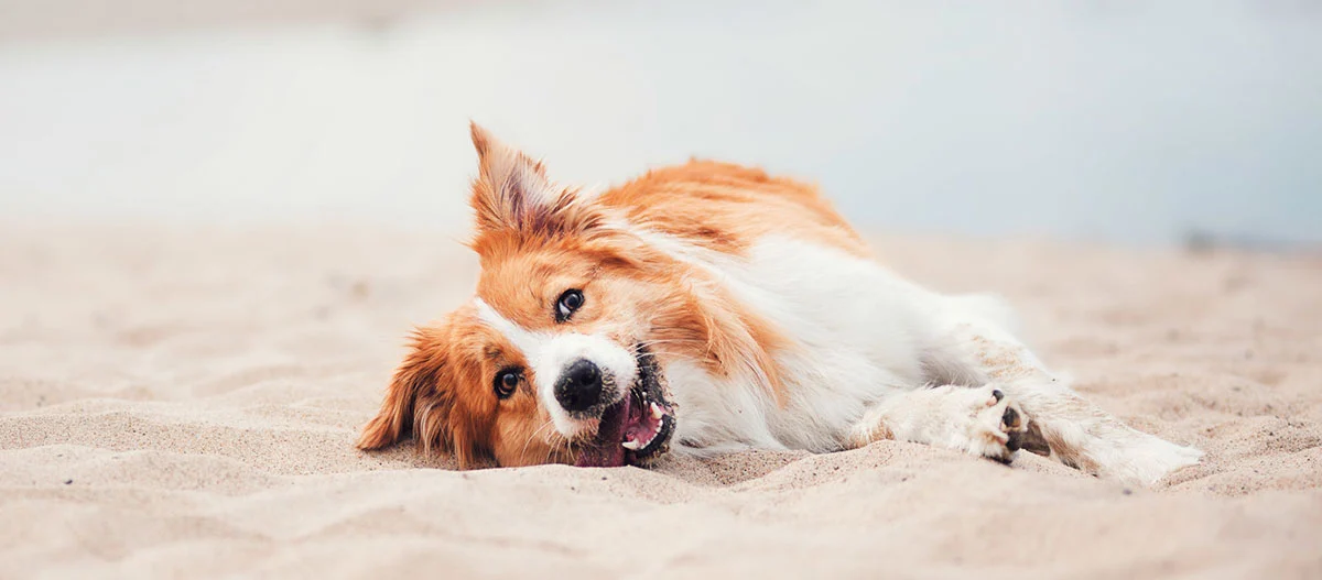 Border Collie liegt am Strand im Sand