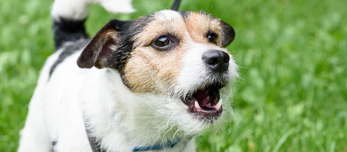 Kleiner bellender Jack Russell Terrier auf einer Wiese