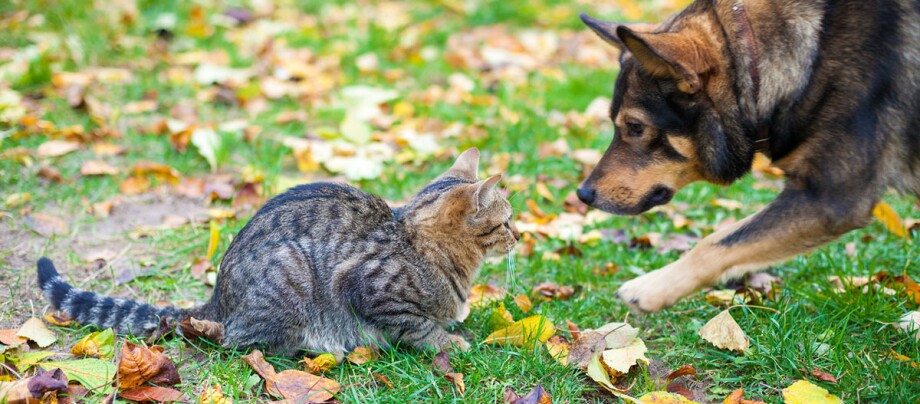 Ratgeber-Hund-jagt-Katze_1200x527 Hund jagt Katze, Begegnung von Hund und Katze