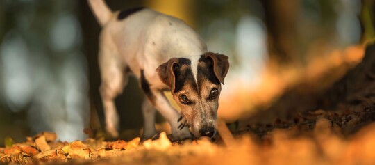 Ein Hund schnüffelt entlang des Waldbodens.