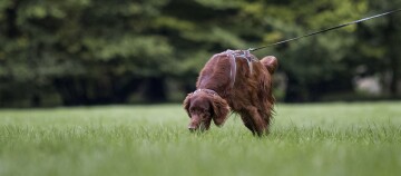Ein Hund schnüffelt entlang einer Wiese