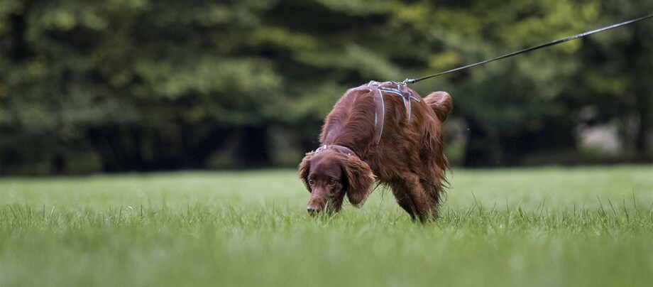 Ein Hund schnüffelt entlang einer Wiese Ein Hund schnüffelt entlang einer Wiese