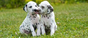 Dalmatinerwelpen sitzen auf einer Wiese