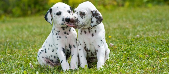 Dalmatinerwelpen sitzen auf einer Wiese