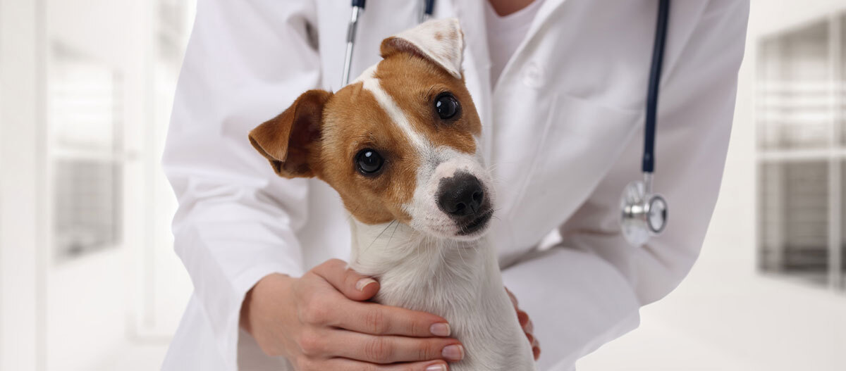 Ratgeber-JackRussel_1200x527 Jack Russel beim Tierarzt, Kopf zur Seite gelehnt in den Händen der Ärztin