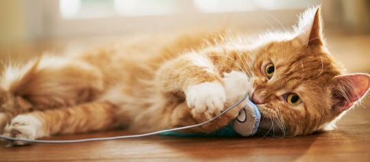 Eine Katze spielt mit ihrem Spielzeug.