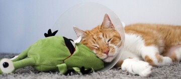 Katze liegt mit einer Halskrause am Boden.