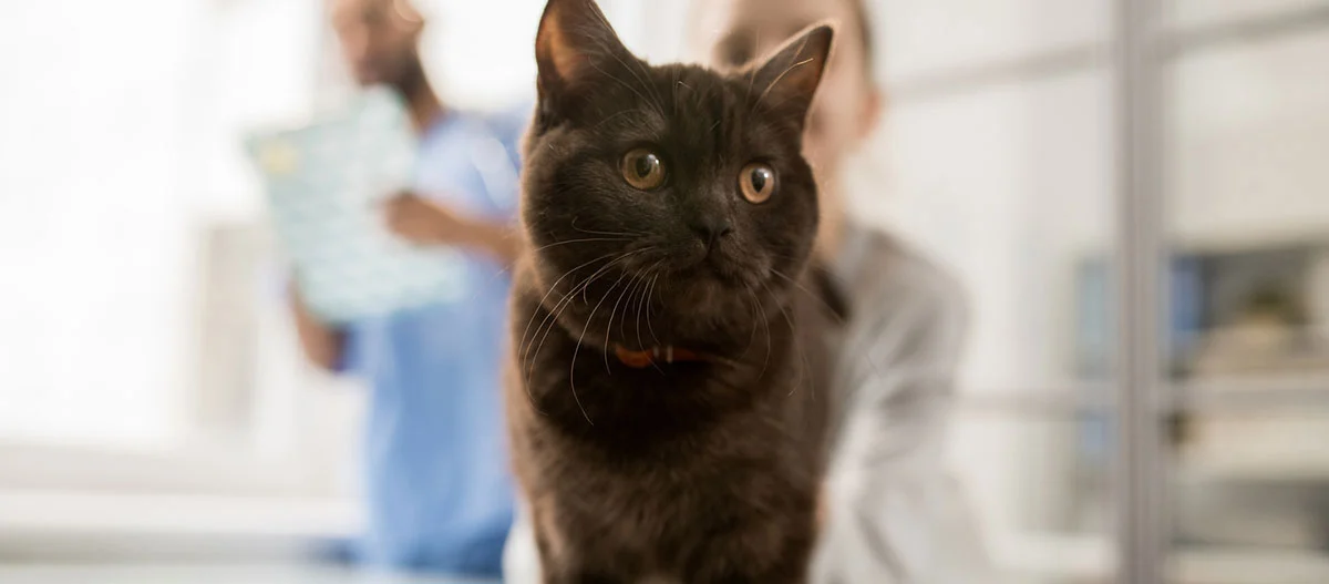 Eine Katze ist beim Tierarzt