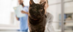 Eine Katze ist beim Tierarzt