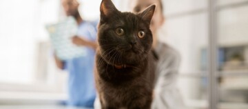 Eine Katze ist beim Tierarzt