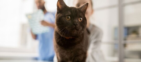 Eine Katze ist beim Tierarzt