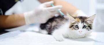 Ein Kitten wird vom Tierarzt mit einer Spritze geimpft.