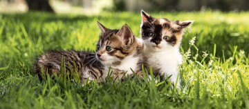 Kittens liegen nebeneinander in der Wiese