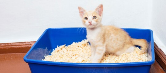 Ein Kitten sitzt im blauen Katzenklo mit Holzstreu