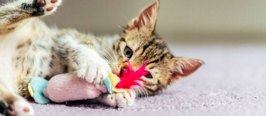 Ein Kitten spielt mit einem Spielzeug.