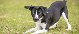 Hund liegt auf Vorderbeinen, Körpersprache des Hundes
