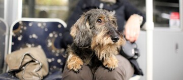 Ein Rauhhaardackel sitzt im öffentlichen Verkehrsmittel Bus auf dem Schoß seines Besitzers.