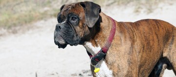 Ein Deutscher Boxer steht am Strand.