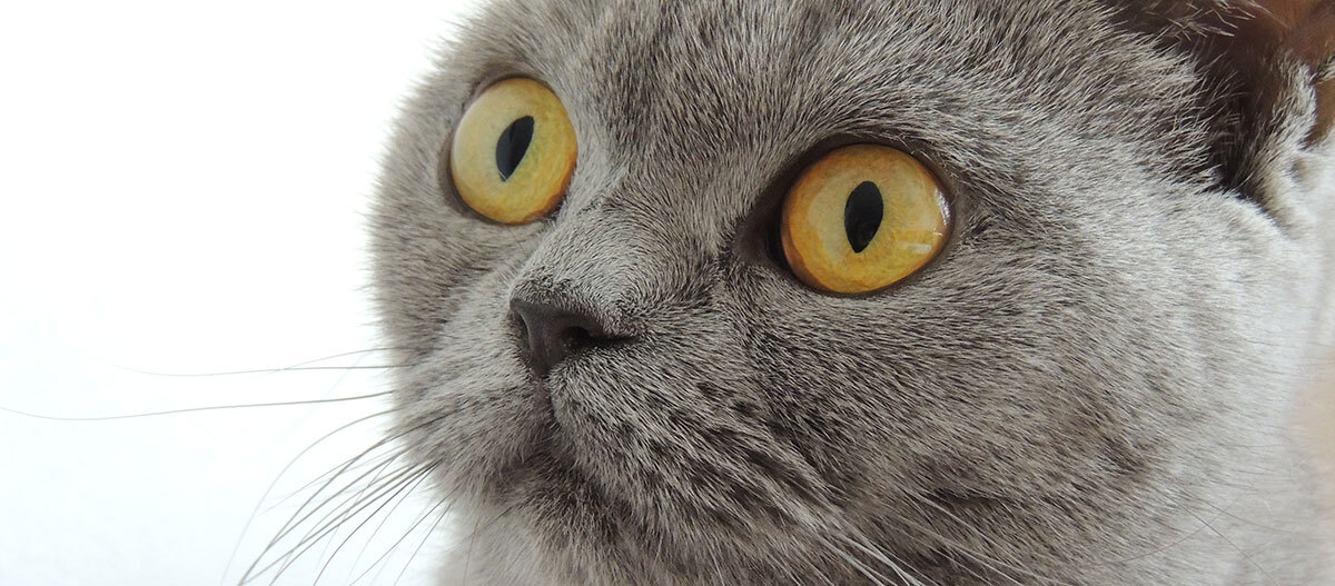 Nahaufnahme einer Britisch Kurzhaar Katze Nahaufnahme einer Britisch Kurzhaar Katze