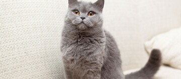 Eine Britisch Kurzhaar sitzt auf dem Sofa und schaut nach oben