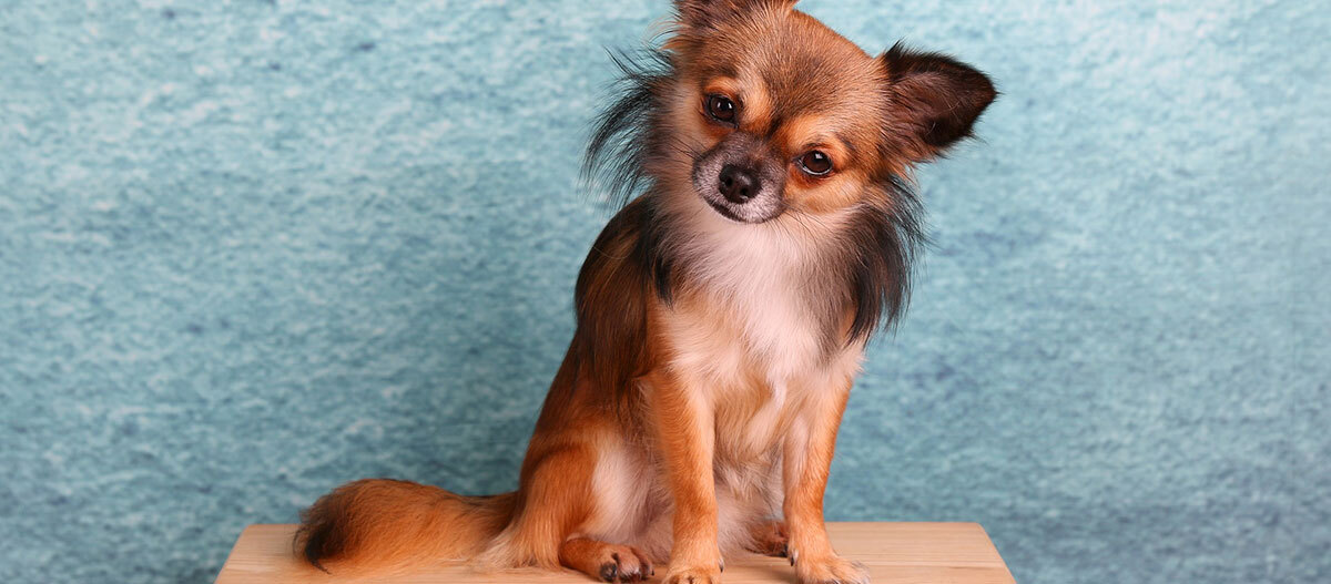 Ein brauner Langhaar Chihuahua sitzt auf einer Box Ein brauner Langhaar Chihuahua sitzt auf einer Box