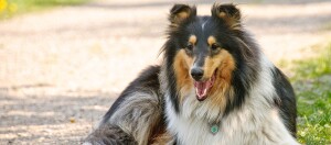 Ein Collie liegt am Wegesrand