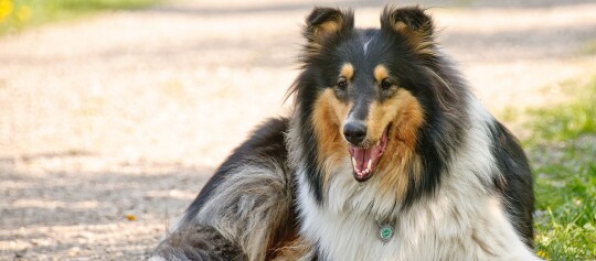 Ein Collie liegt am Wegesrand
