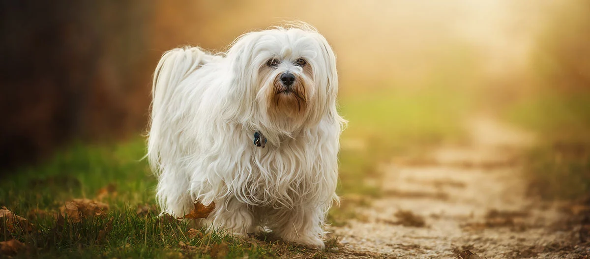 Ein Coton de Tulear steht auf einer Lichtung
