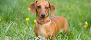 Ein Dackel steht auf einer Blumenwiese