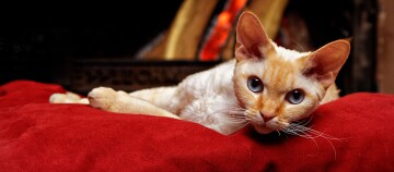 Eine Devon Rex Katze schaut direkt in die Kamera