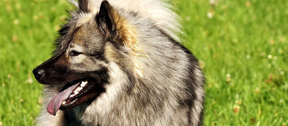 Ratgeber-Rassenportrait-Eurasier_1200x527 Ein Eurasier steht auf einer Wiese.