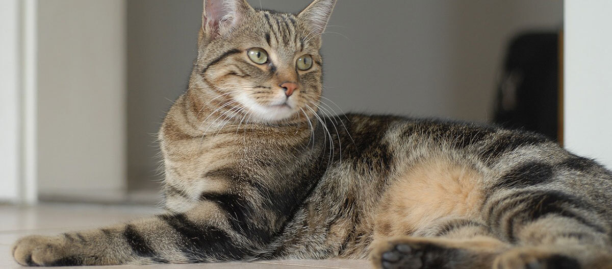 Eine Europäische Kurzhaar Katze liegt in einer Wohnung Eine Europäische Kurzhaar Katze liegt in einer Wohnung