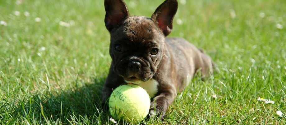 Ein Welpe spielt mit einem Ball