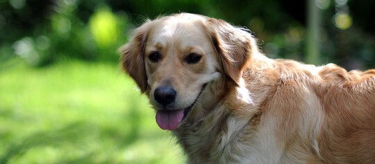 Ein Golden Retriever steht im Park