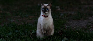 Eine Heilige Birma Katze sitzt aufmerksam in der Dunkelheit