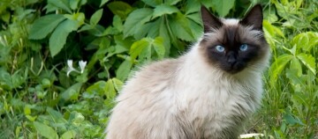 Eine Heilige Birma sitzt im Grünen