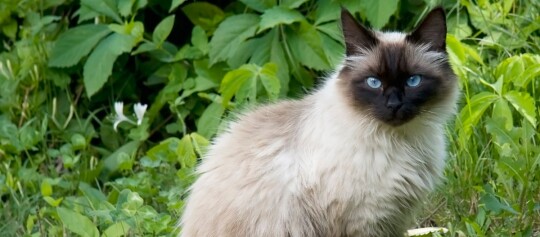 Eine Heilige Birma sitzt im Grünen