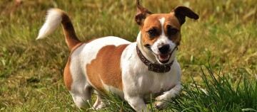 Ein Jack Russell Terrier rennt über eine Wiese.