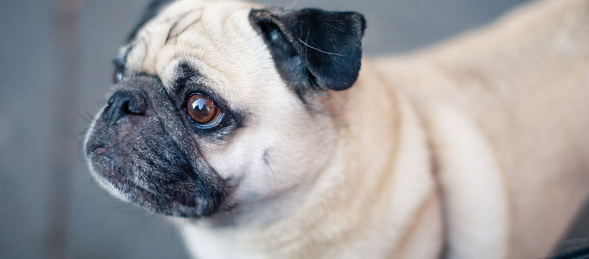 Nahaufnahme eines Mops Nahaufnahme eines Mops
