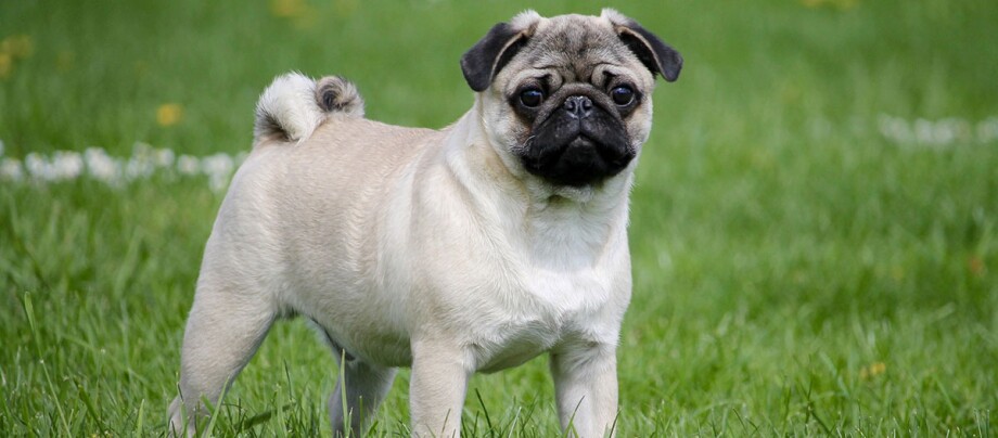Ein Mops steht auf einer Wiese und schaut aufmerksam