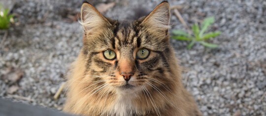 Eine Nahaufnahme einer Norwegischen Waldkatze