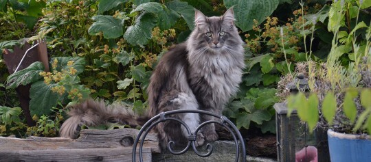 Eine norwegische Waldkatze sitzt im Garten