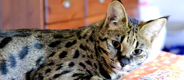 Eine Savannah-Katze liegt auf einem Tisch