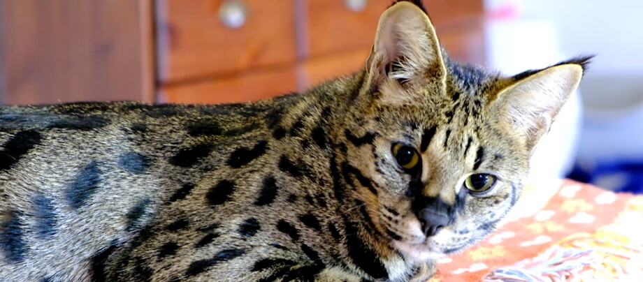 Eine Savannah-Katze liegt auf einem Tisch Eine Savannah-Katze liegt auf einem Tisch