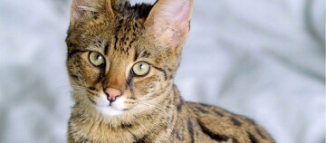 Eine Nahaufnahme einer Savannah-Katze.