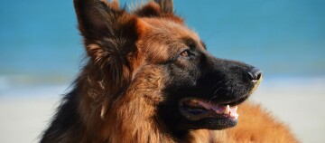 Eine Nahaufnahme eines Schäferhundes