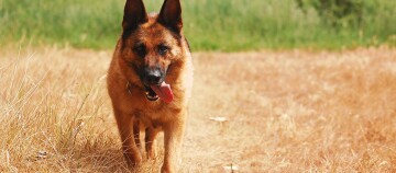 Ein Schäferhund läuft über ein Feld