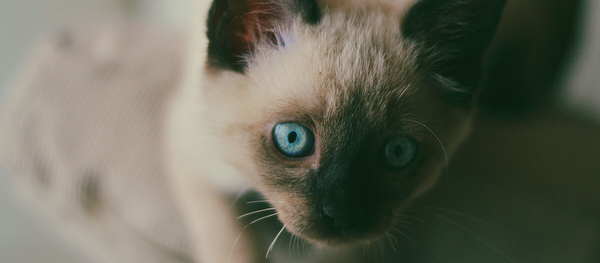 Ein Siam-Kittten Ein Siam-Kittten