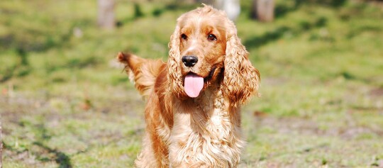 Ein Cocker Spaniel läuft über eine Wiese.