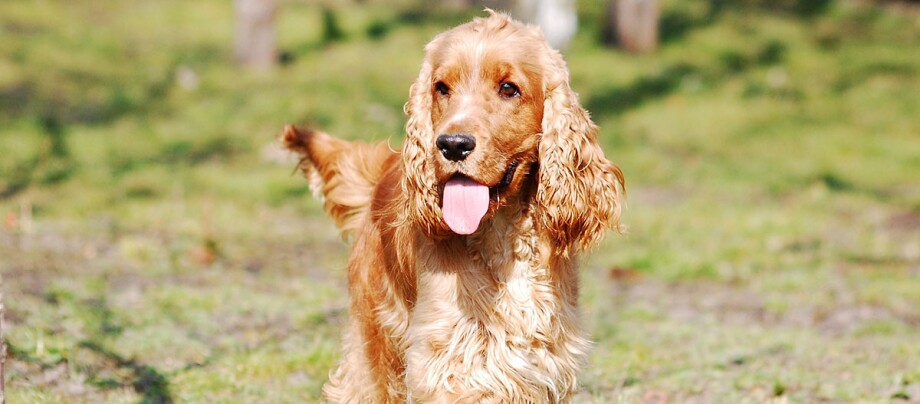 Ratgeber-Rassenportrait-Spaniel-Spazieren_1200x527 Ein Cocker Spaniel läuft über eine Wiese.
